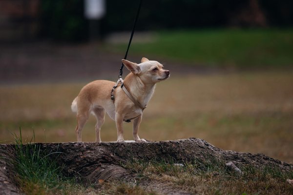 Les 10 meilleurs colliers pour chiens en 2022