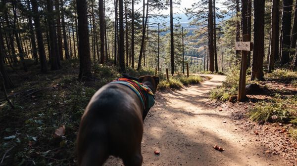 Les indispensables pour réussir votre cani rando