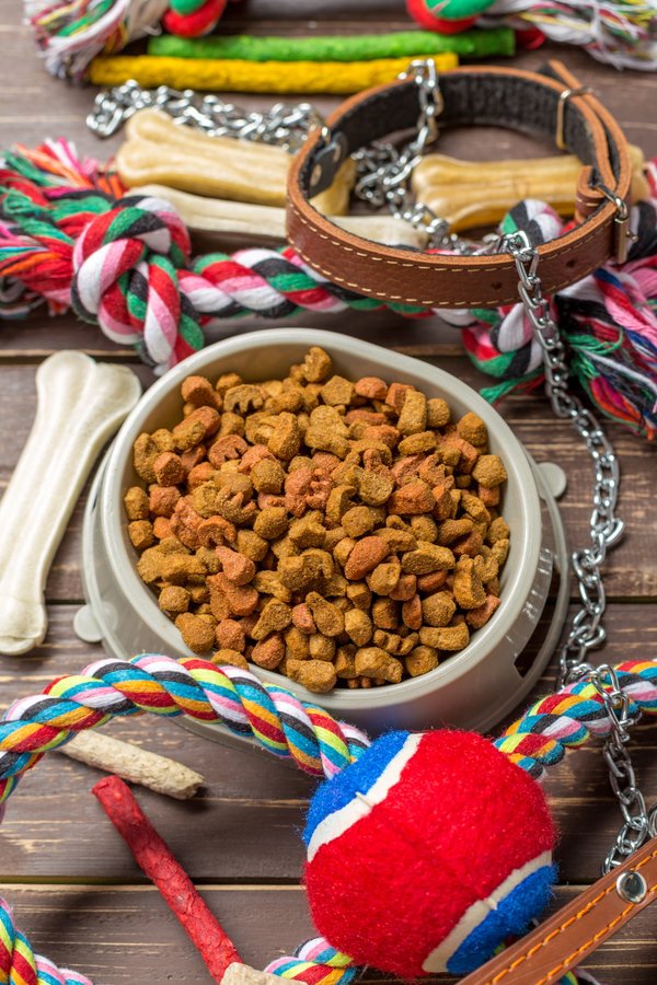 Accessoires pour chien : le guide ultime pour chouchouter votre pet